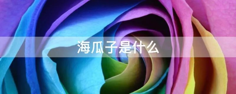 海瓜子是什么