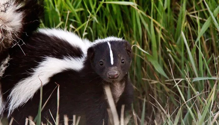 臭鼬是什么动物 臭鼬属于什么科动物