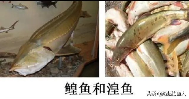 青海湖湟鱼最大多少斤？