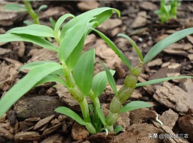 石斛的种植技术各位听说过没？