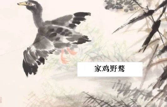 成语图片一个加号一只鸡