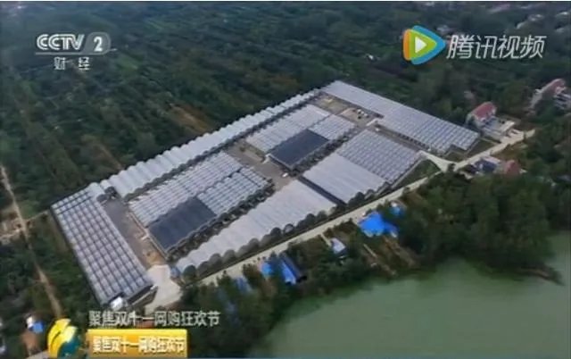 为什么很多人都说“千万不要买宿迁的花”？