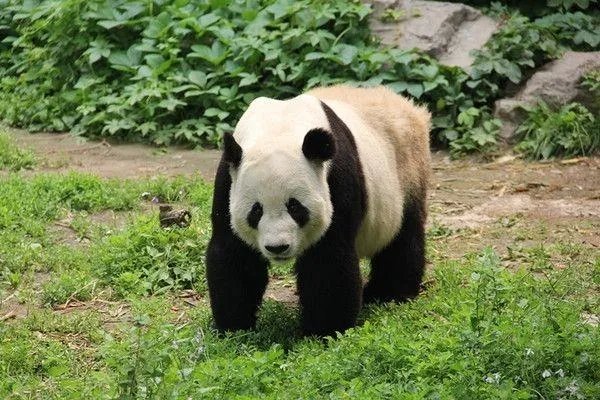 为什么熊猫那么喜欢抱饲养员的大腿？