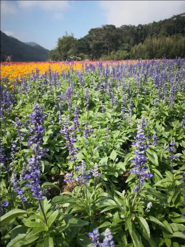 五一从化一日游去哪合适？