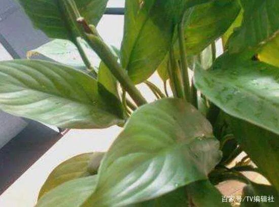 一帆风顺的叶子发黄怎么办呢？