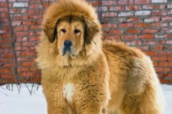 十大名犬分别是哪些品种的?