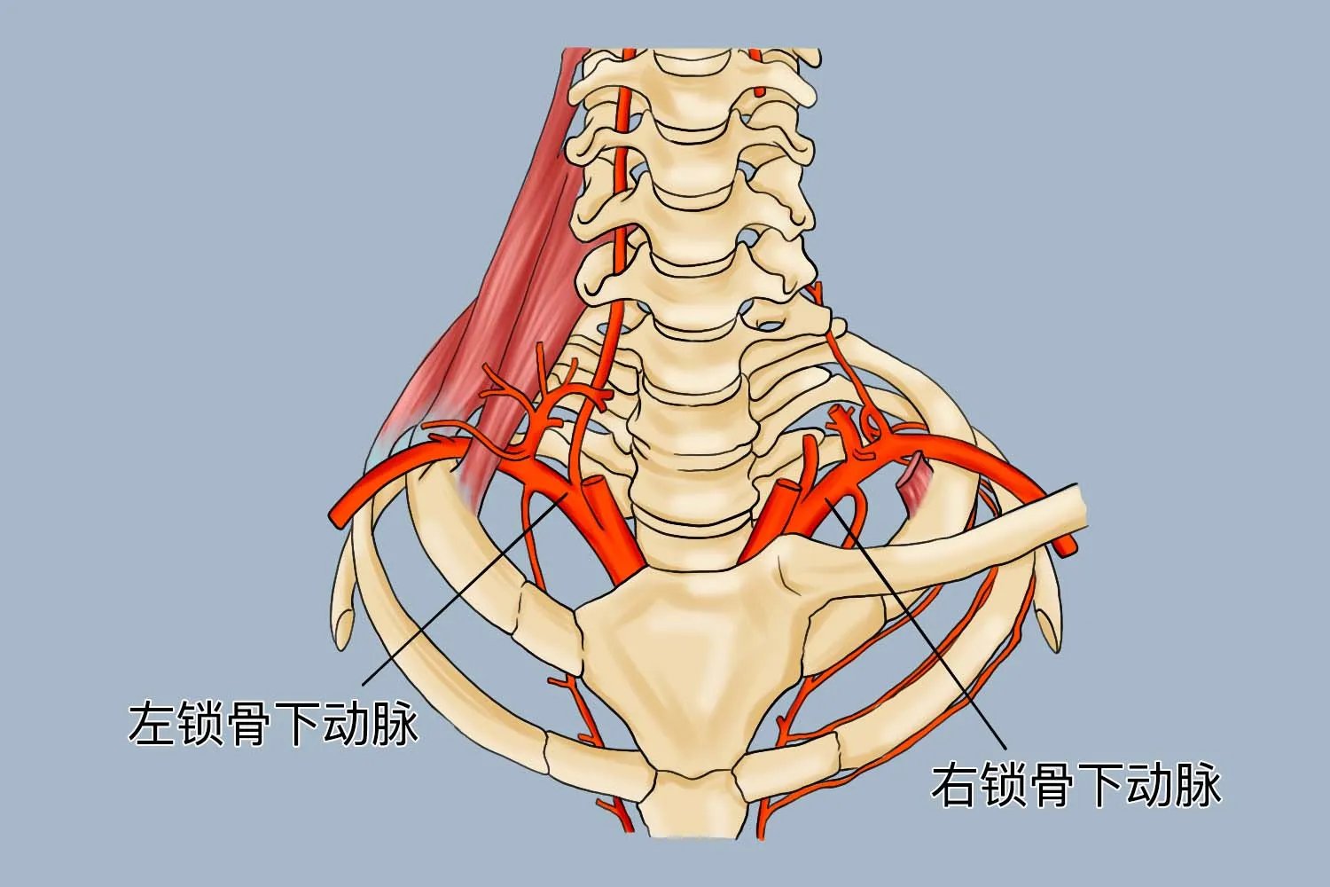锁骨下动脉解剖位置示意图