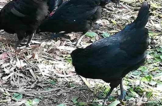 养绿壳蛋鸡有前景吗？有什么好建议？