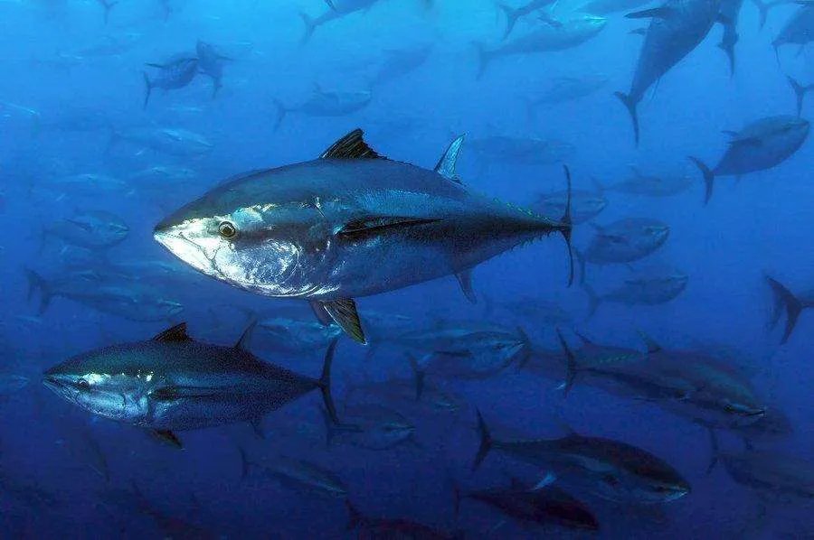 蓝鳍金枪鱼价格贵吗 蓝鳍金枪鱼为什么那么贵