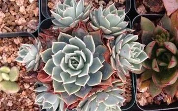 1980年属猴是什么命 80年属猴的是什么命