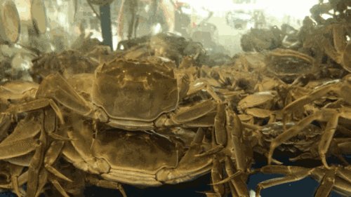 昆山阳澄湖大闸蟹第一品牌_昆山阳澄湖大闸蟹攻略