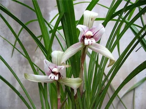 兰草价格会贵吗 2017 兰草的价格解析