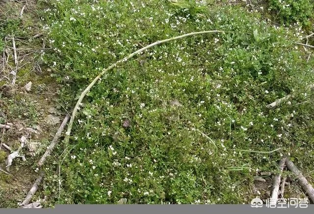 白花碎米荠的功效与作用