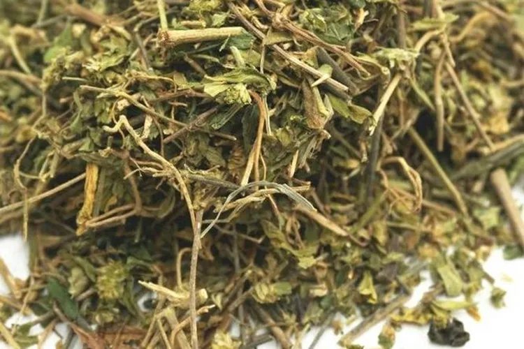 三角泡草的图片