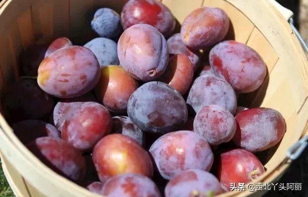 西梅是澳洲还是智利的好