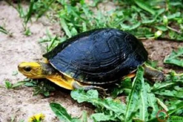 金钱龟的价格？