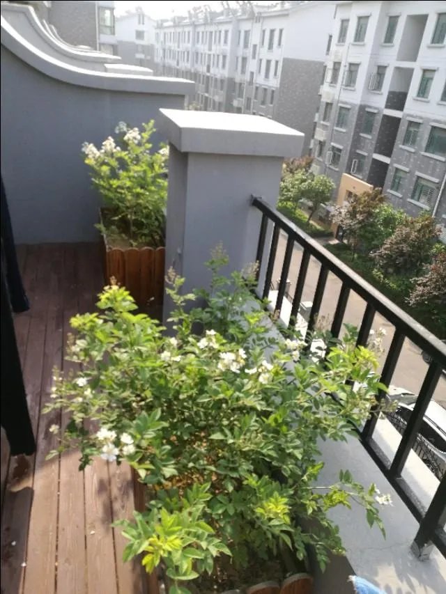 为什么很多人都说“千万不要买宿迁的花”？