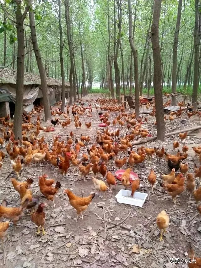 养绿壳蛋鸡有前景吗?有什么好建议?