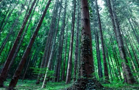 jungle是什么意思啊？？