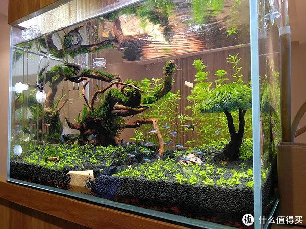 造景 篇一：小白也能玩草缸—聊一聊我的水草缸造景历程