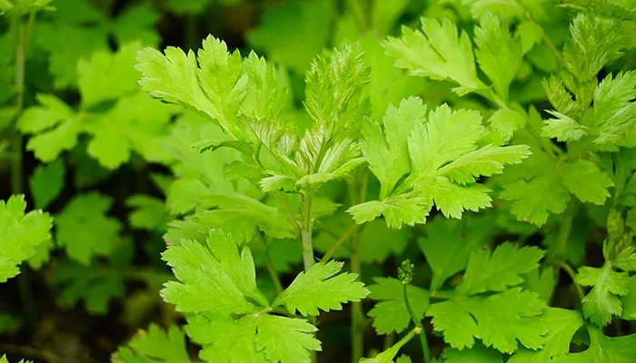 端午插艾叶戴香包寓意什么 端午节为什么要佩香囊