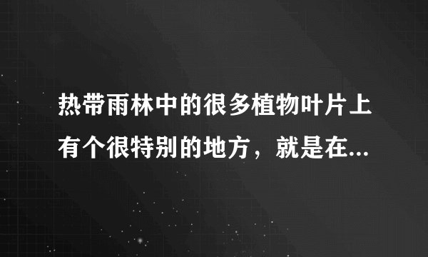 热带雨林中的很多植物叶片上有个很特别的地方，就是在叶片顶端会拖出一根细长的尖“尾巴”，植物学家称它为（）。
