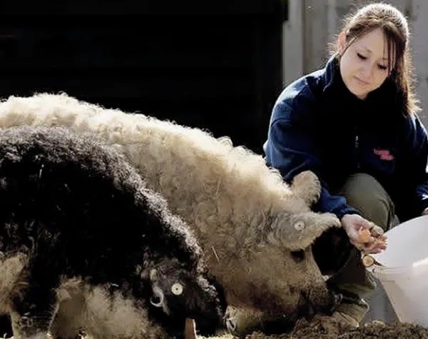 “绵羊猪”是什么鬼？