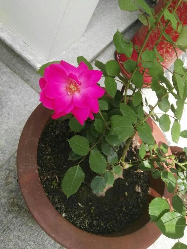 为什么很多人都说“千万不要买宿迁的花”？