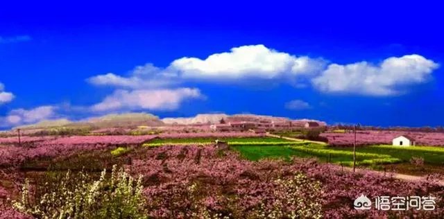 苏州哪里的水蜜桃口感好？