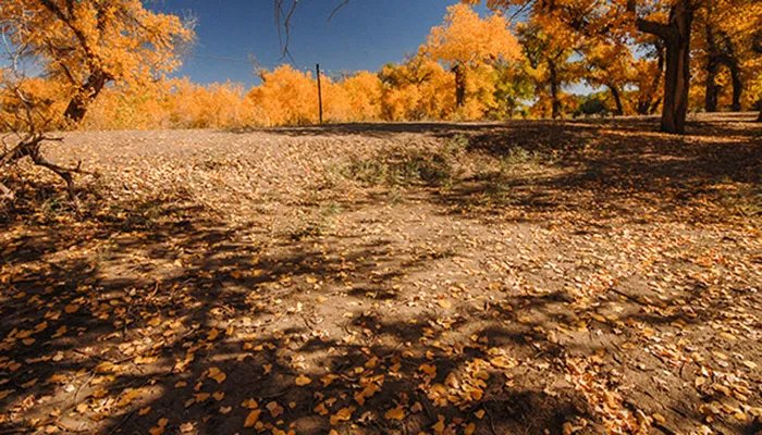 胡杨林在哪些地方 胡杨林在哪里