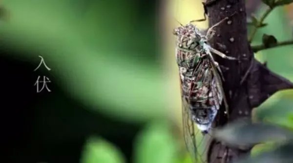 哪天入伏是怎么算的