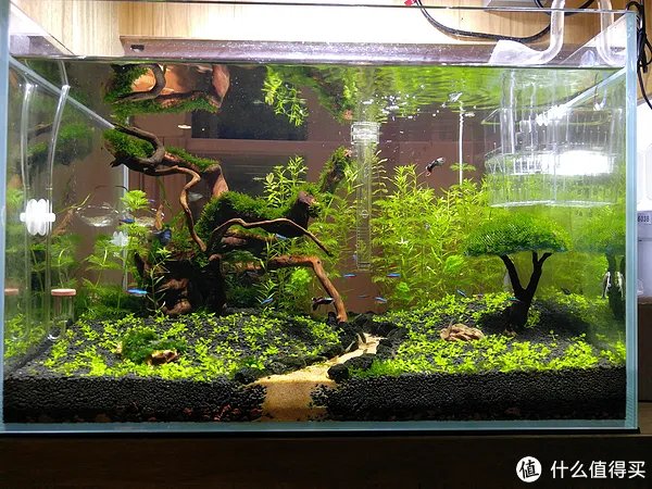 造景 篇一：小白也能玩草缸—聊一聊我的水草缸造景历程