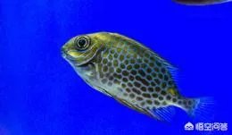 如何饲养点篮子鱼？