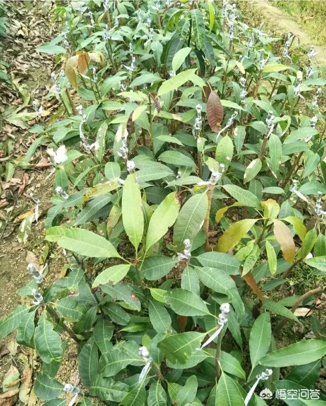 芒果是如何进行种植的？怎样用种子来育苗？