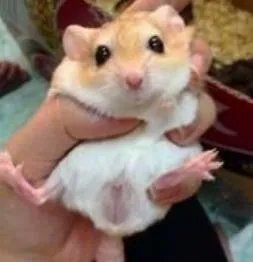 通心粉鼠是什么鼠类？