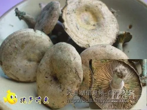 山东常见野生食用蘑菇