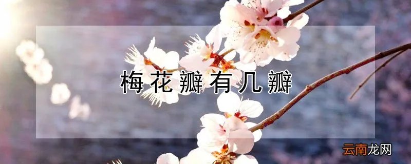 梅花有几瓣? 梅花瓣有几瓣