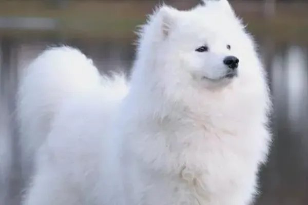 十大名犬分别是哪些品种的?