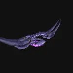 魔兽世界索利达尔群星之怒属性