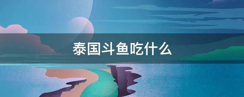 泰国斗鱼吃什么
