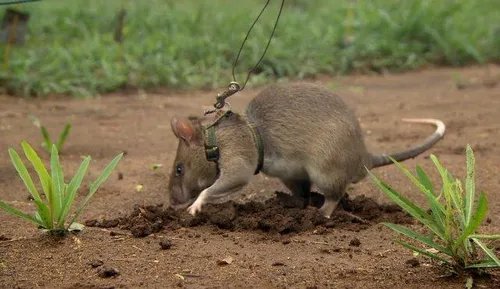 冈比亚鼠中国有卖的吗多少钱一只 能不能养