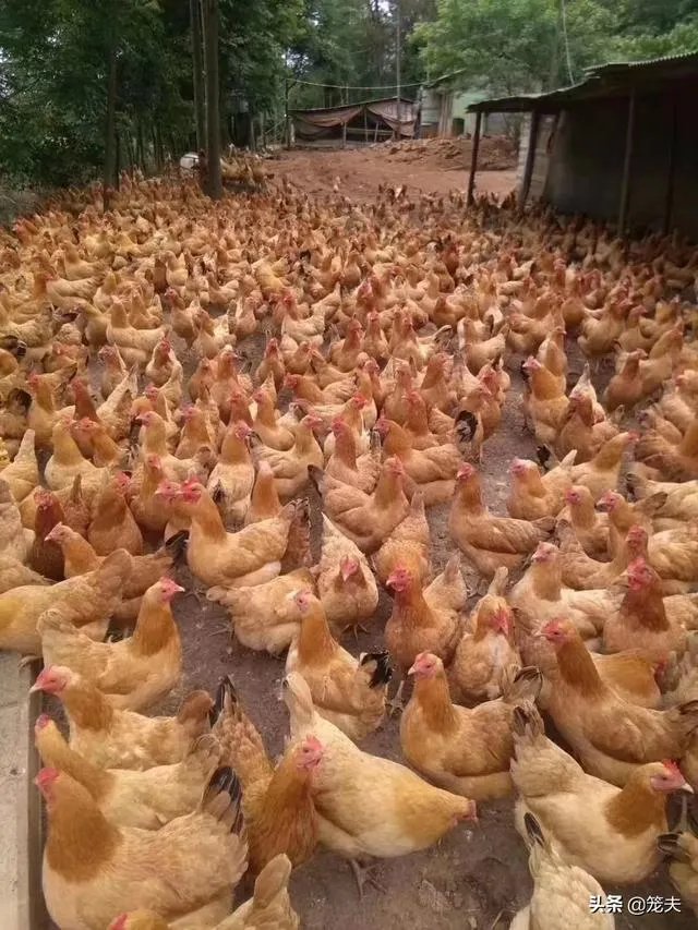 养绿壳蛋鸡有前景吗?有什么好建议?