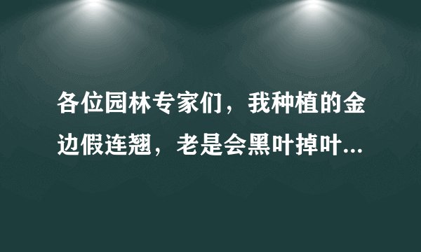 各位园林专家们，我种植的金边假连翘，老是会黑叶掉叶，每次都是白种，小弟不懂，希望高人指点，谢谢了！