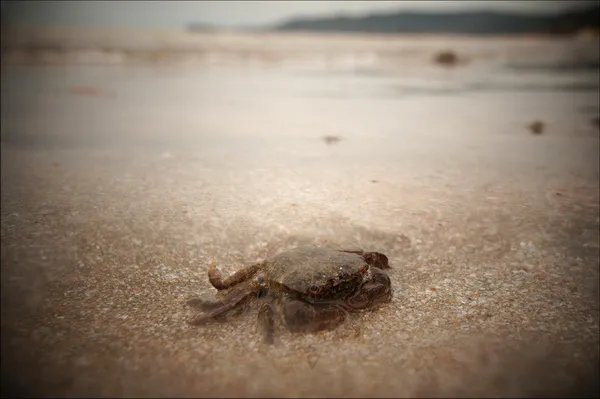 照片创作是NEX-C3最大亮点