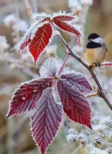 上联：雨梳冬风丝丝凉，如何对下联？