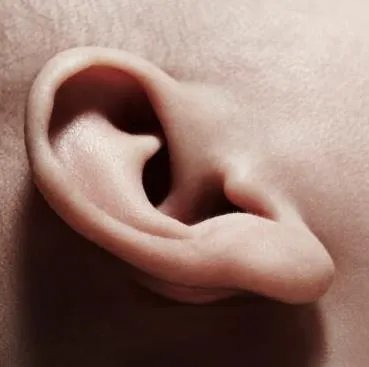 耳朵长这样的男人注定成大事：看看你有没有（图）