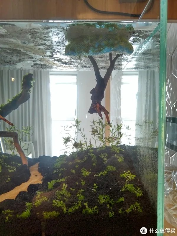 造景 篇一：小白也能玩草缸—聊一聊我的水草缸造景历程