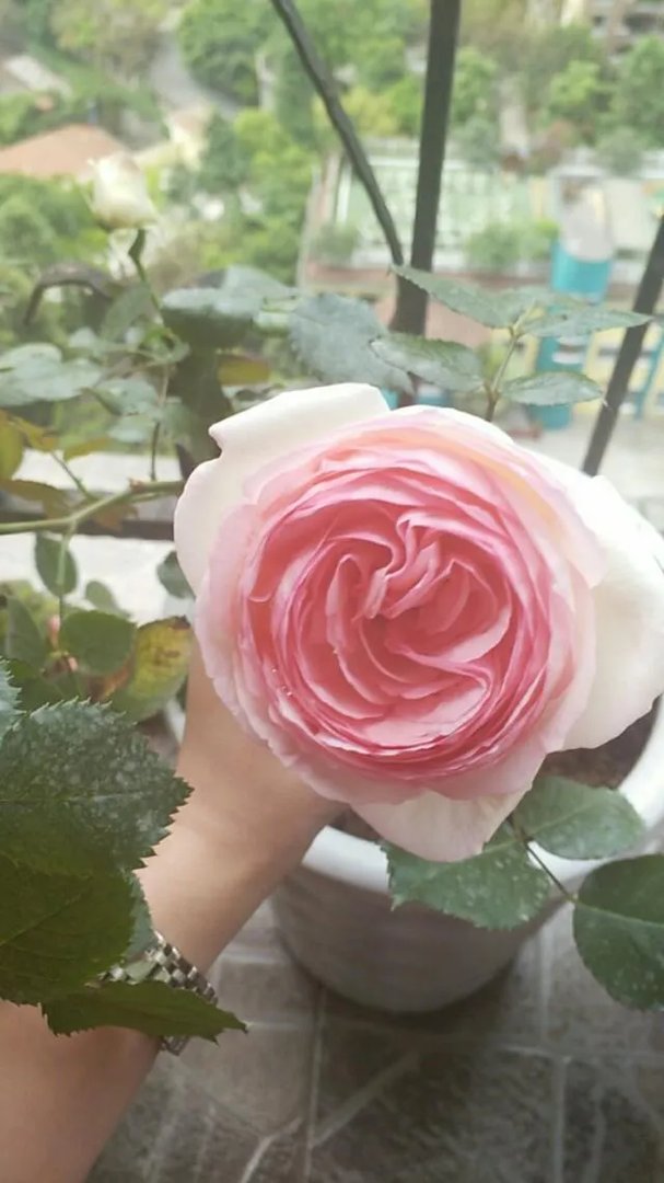 为什么很多人都说“千万不要买宿迁的花”？