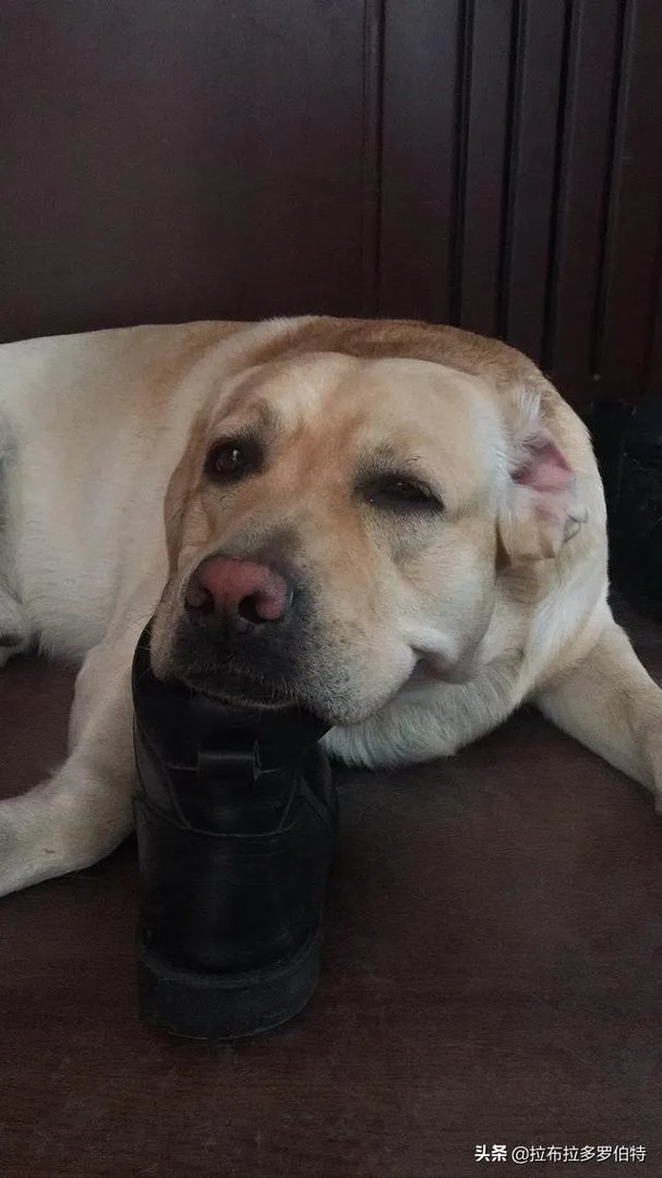 杜高与拉布拉多谁厉害？