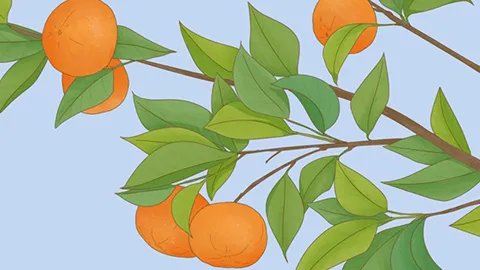 孕妇能吃橘子吗